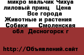 микро мальчик Чихуа лиловый принц › Цена ­ 90 - Все города Животные и растения » Собаки   . Смоленская обл.,Десногорск г.